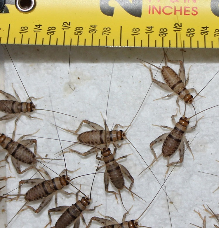 Live Banded Crickets –