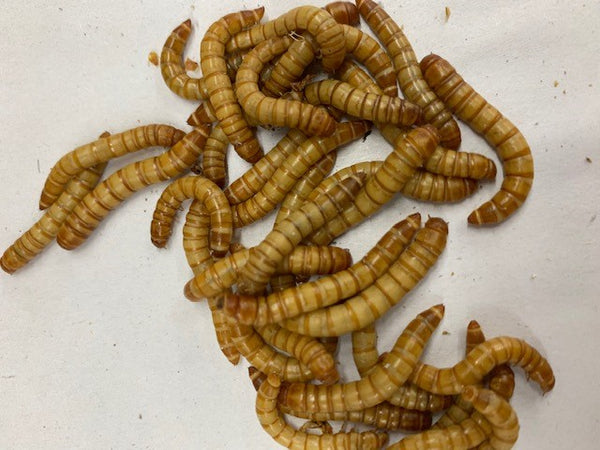 Giant Mealworms Bulk