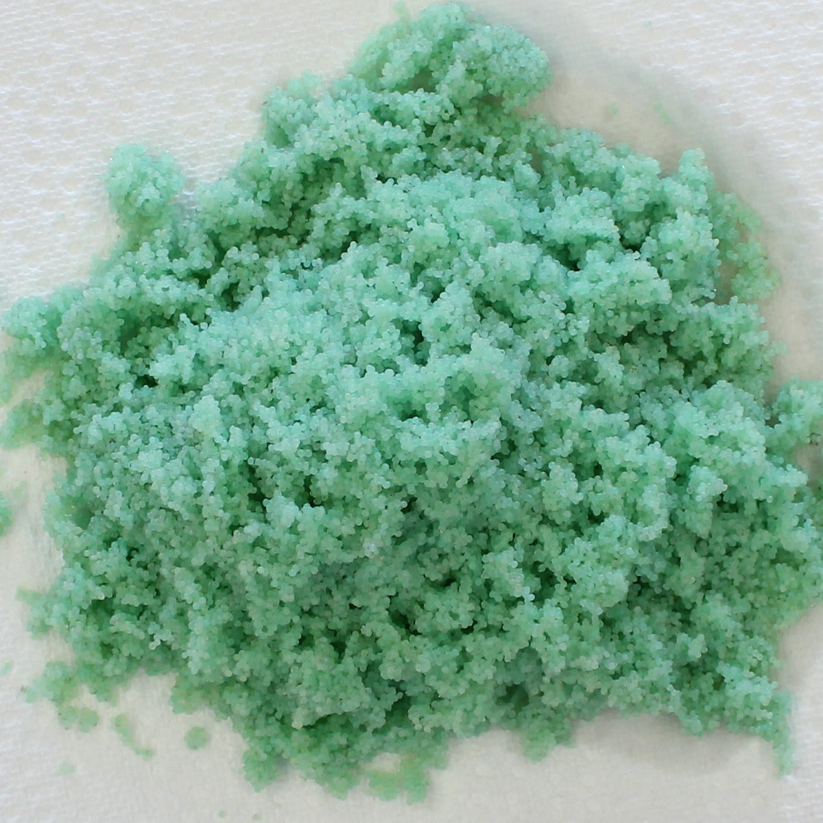 tobacco hornworm eggs Tomato Pest Guide Hornworm Eggs 