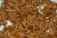 mealworms1