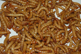 mealworms1
