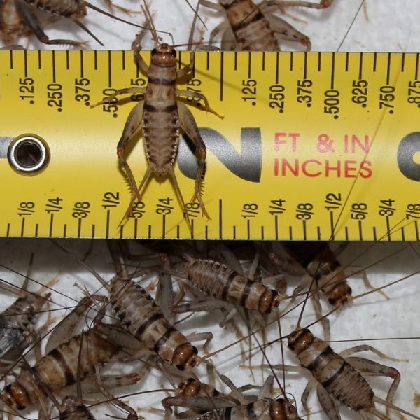 3/4″ Crickets