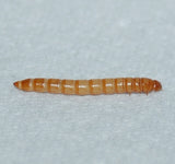 single mealworm