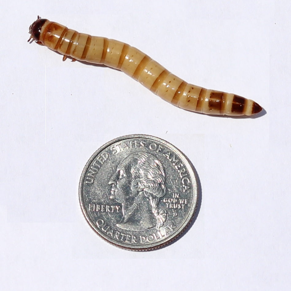 Superworms – www.greatlakeshornworm.com
